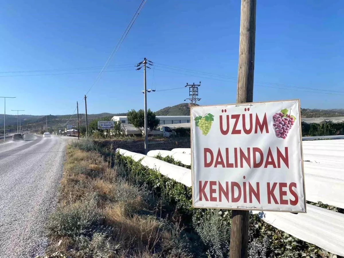 Sarıgöl'de Dalından Üzüm Satışıyla Ekonomiye Katkı