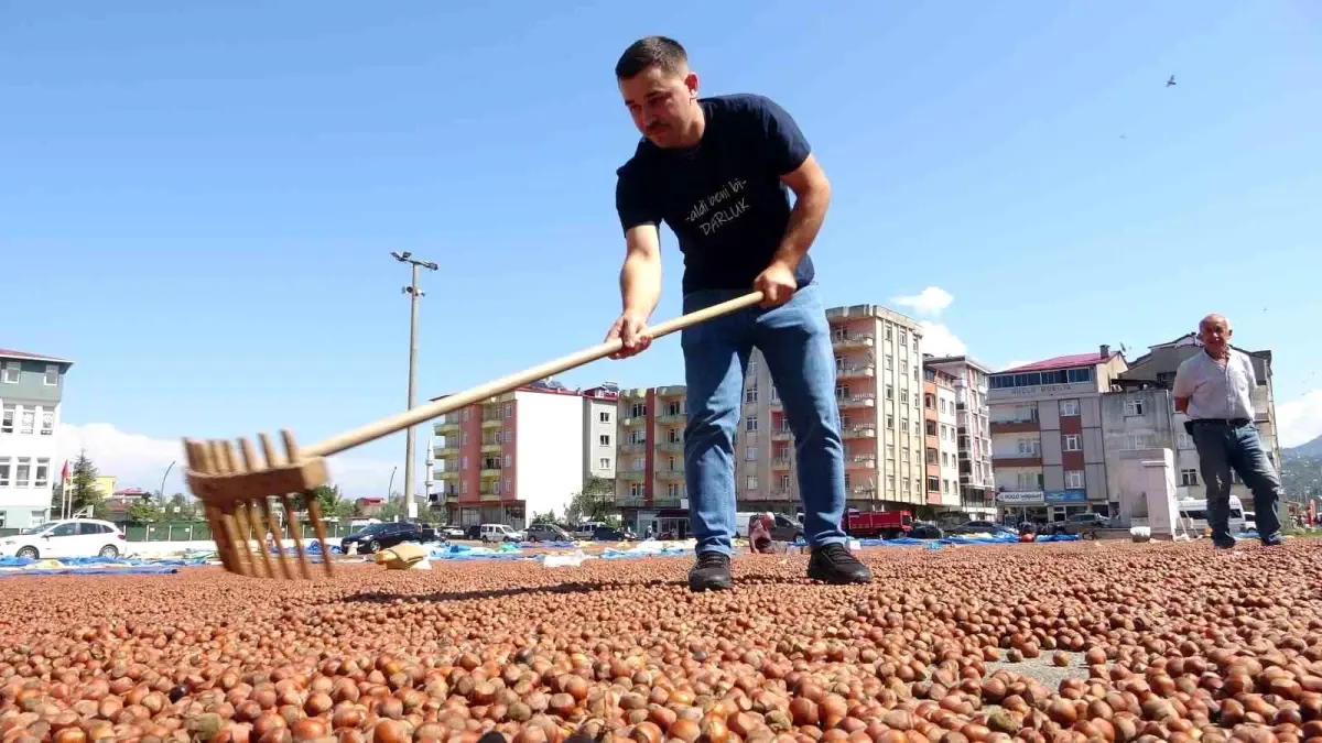 Giresunlu Şoför Fındıkla Araç Satışında Bulundu