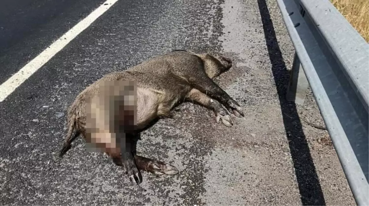 Kars'ta Düneşle Karşılaşan Aracın Domuza Çarpması Sonucu Kaza