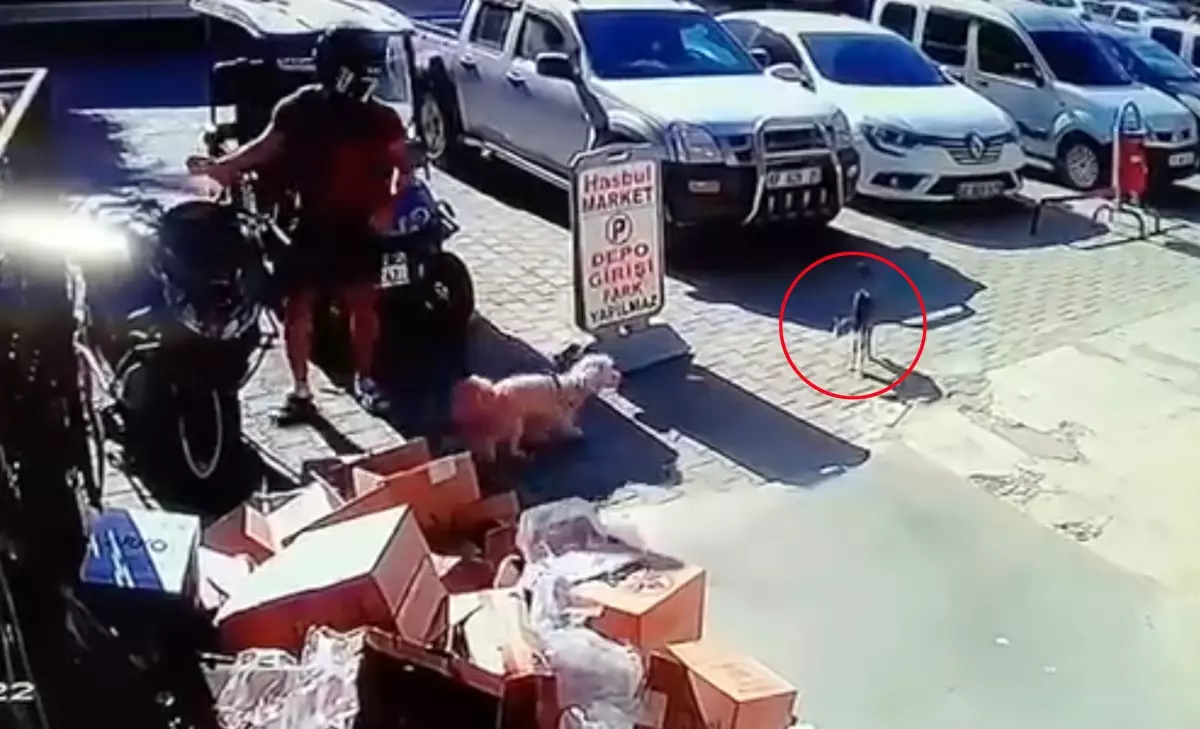 Alanya'da Kediye Şiddet Uygulayan Genç Gözaltına Alındı