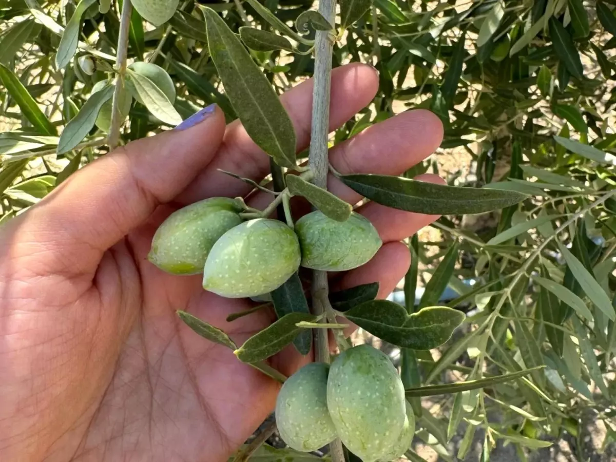 Manisa'da Zeytin Rekolte Tespit Çalışmaları Başladı
