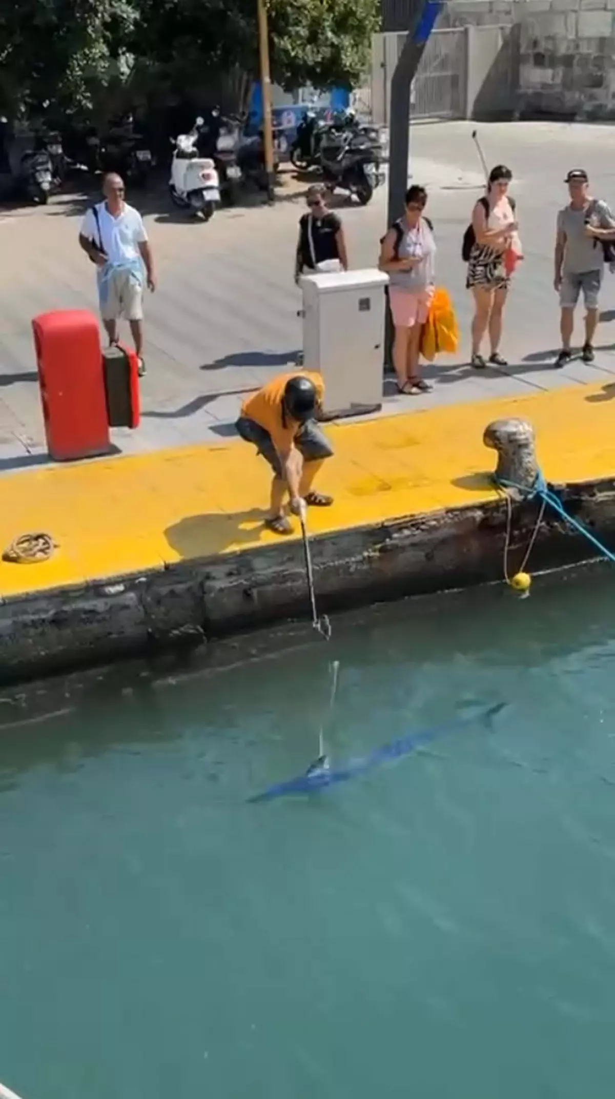 Bodrum'da Nesli Tükenmekte Olan Mavi Yelken Balığı Zıpkınla Vuruldu