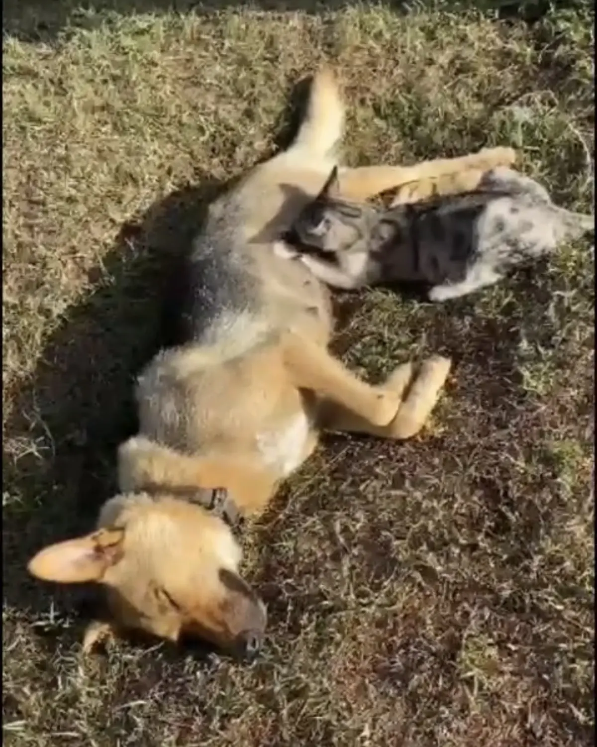 BARTIN'da 'Öksüz' isimli köpek, kalp masajına rağmen hayata döndürülemedi