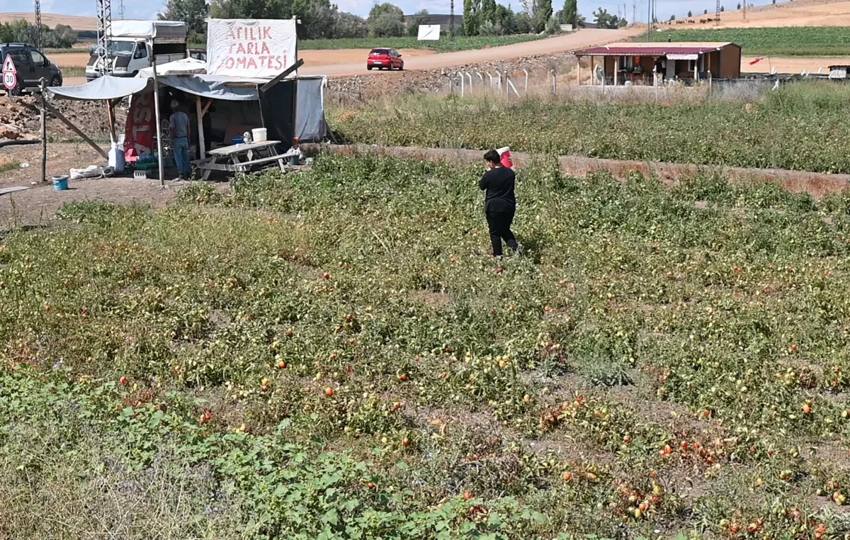 Tarlasını vatandaşa açtı, paraya para demiyor