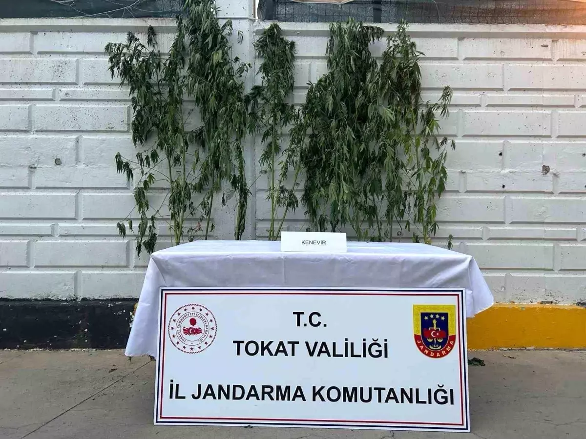 Tokat'ta Kenevir Operasyonu: 10 Kök Ele Geçirildi