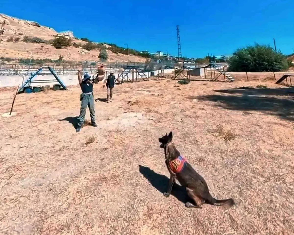 Van Jandarmasının Köpekleri: Göreve Hazır Antrenmanlar