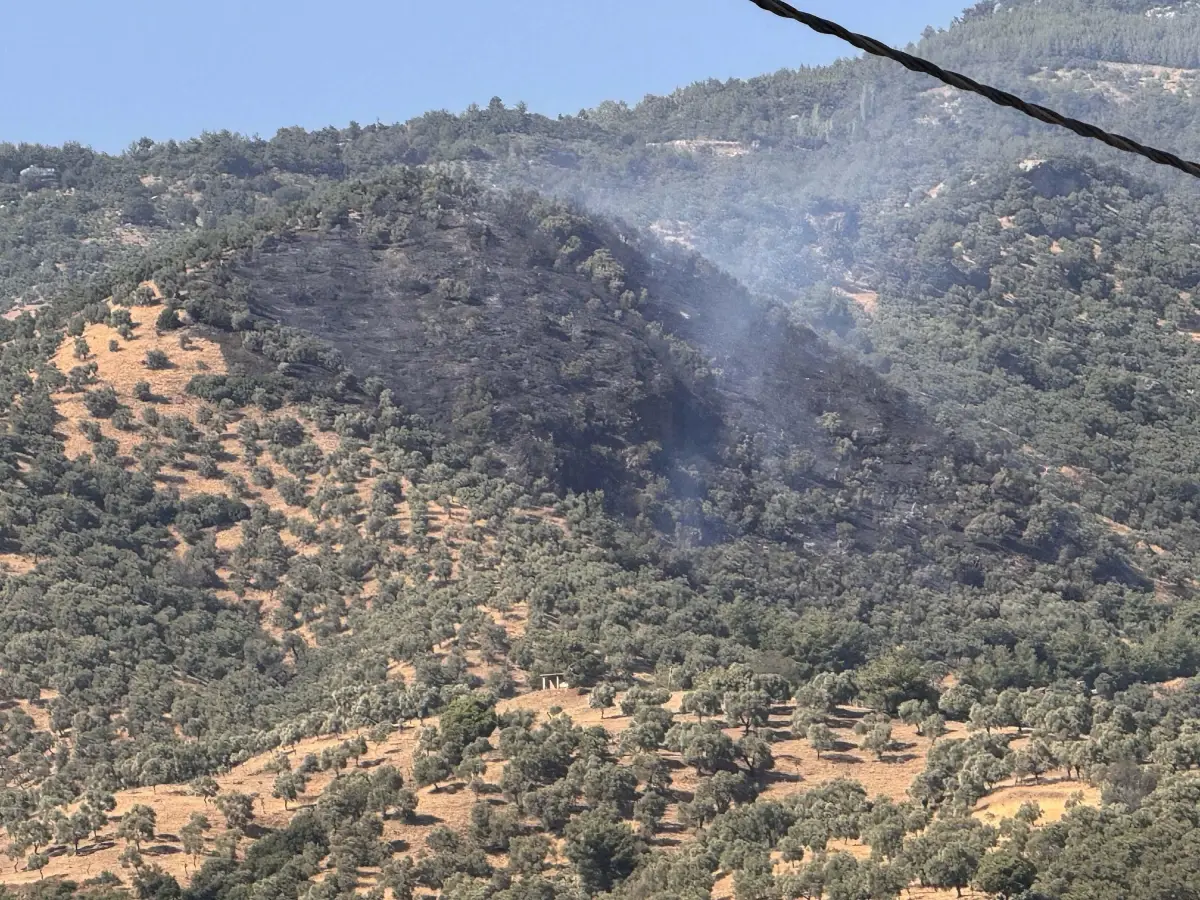 Aydın'da Zeytin Ağaçlarıyla Kaplı Tarım Arazisinde Yangın Kontrol Altına Alındı