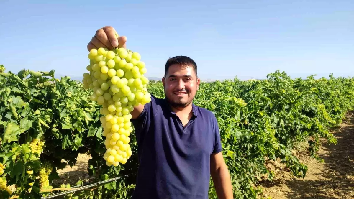 Denizli'nin Çal İlçesinde İsabey Çekirdeksiz Üzümde Hasat Sezonu Başladı