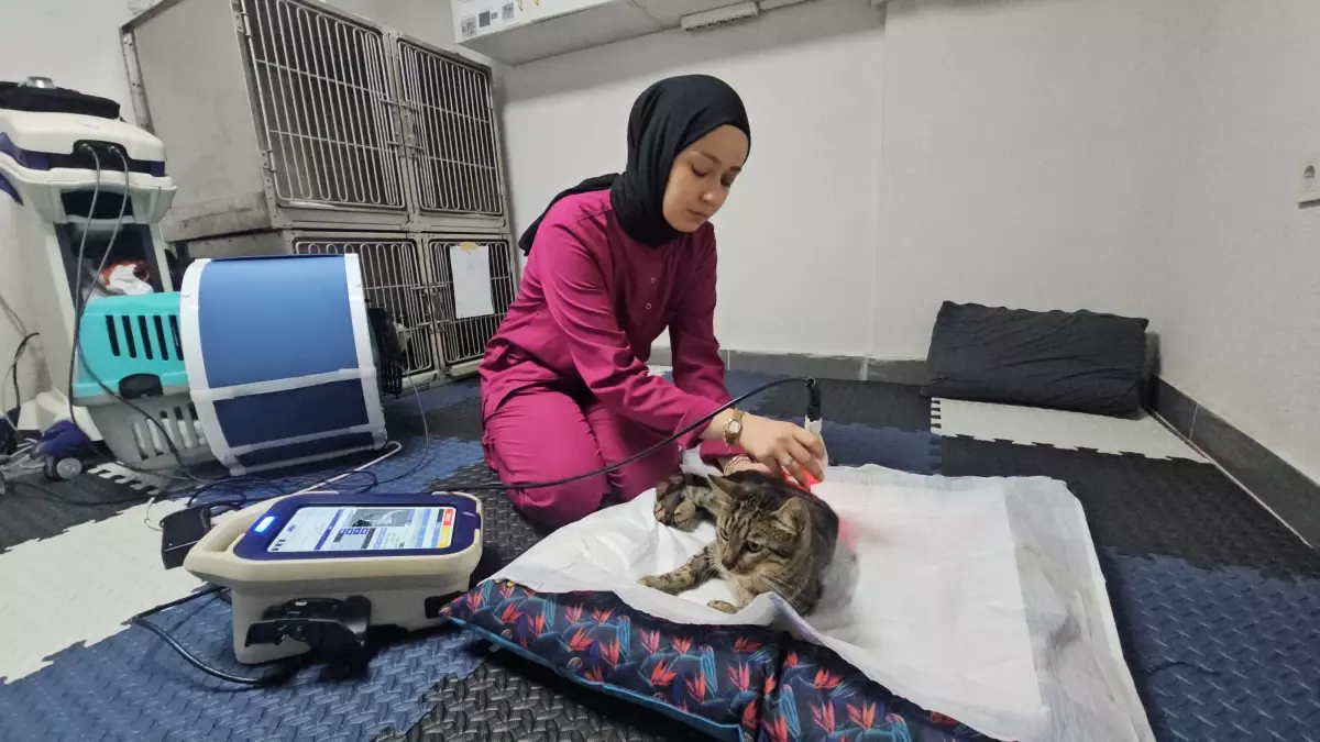 Zonguldak'ta Felçli Kedi 'Ağustos' Yeniden Yürümeye Başladı
