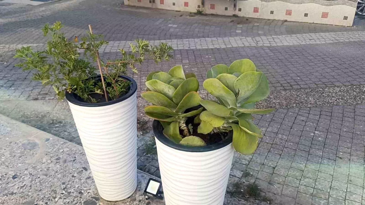 Manavgat'ta Çiçek Hırsızlığı Güvenlik Kamerasında