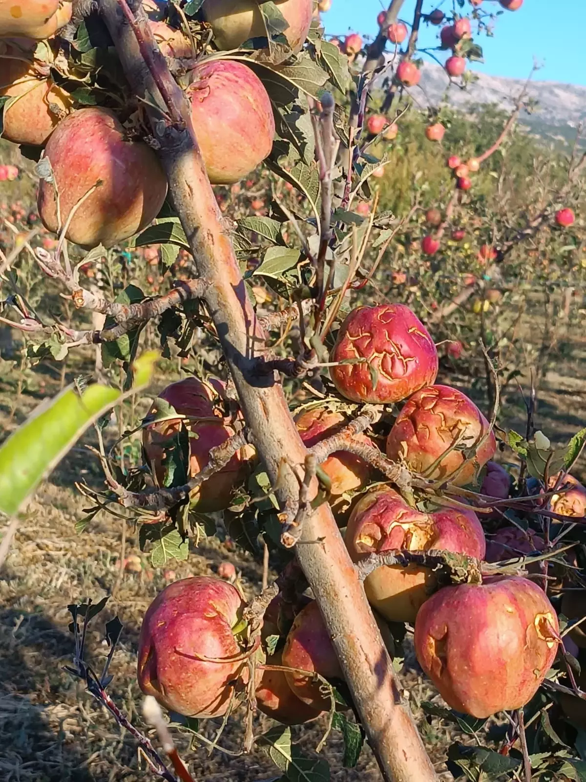 Isparta'da Dolu Yağışı Elma Bahçelerine Zarar Verdi