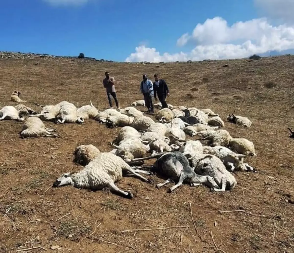 Tunceli'de Yıldırım Düşmesi 58 Koyunu Telef Etti
