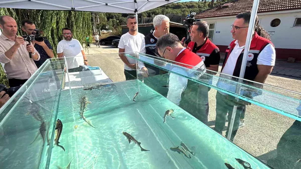 Türkiye, Mersin Balığından Siyah Havyar Üretiminde Dünyada Öncü Olmayı Hedefliyor