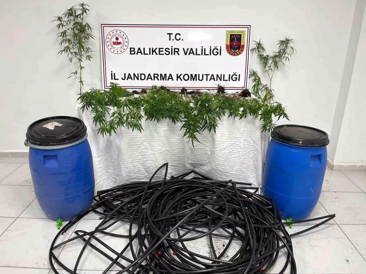 Balıkesir'de Jandarmadan Kenevir Operasyonu: Bir Gözaltı