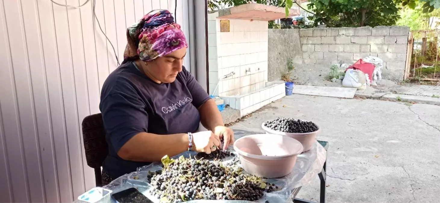 Devrek'te Aronya Meyvesi ile Doğal Meyve Suyu Üretimi Artıyor