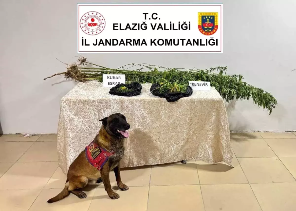 Elazığ'da Kenevir Operasyonu: 15 Kök Ele Geçirildi
