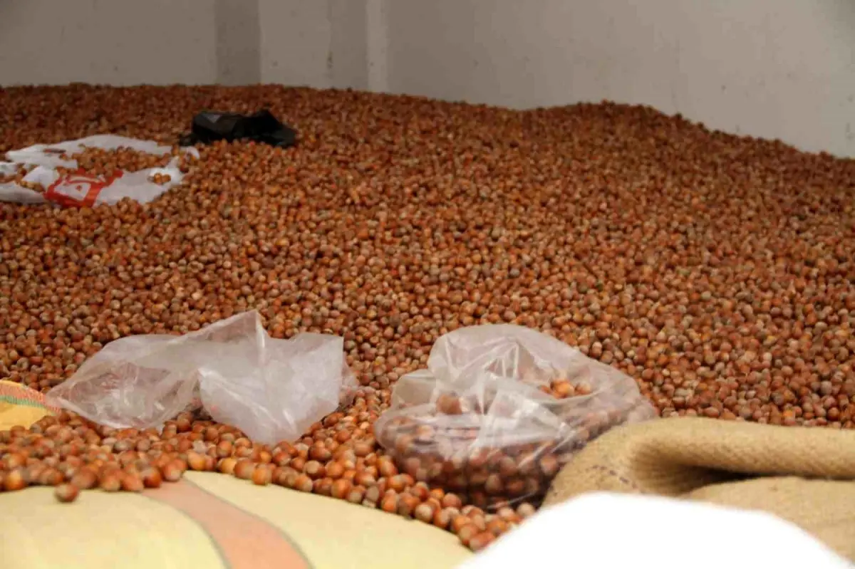 Çarşamba'da Fındık Fiyatları 300 TL'den İşlem Görüyor