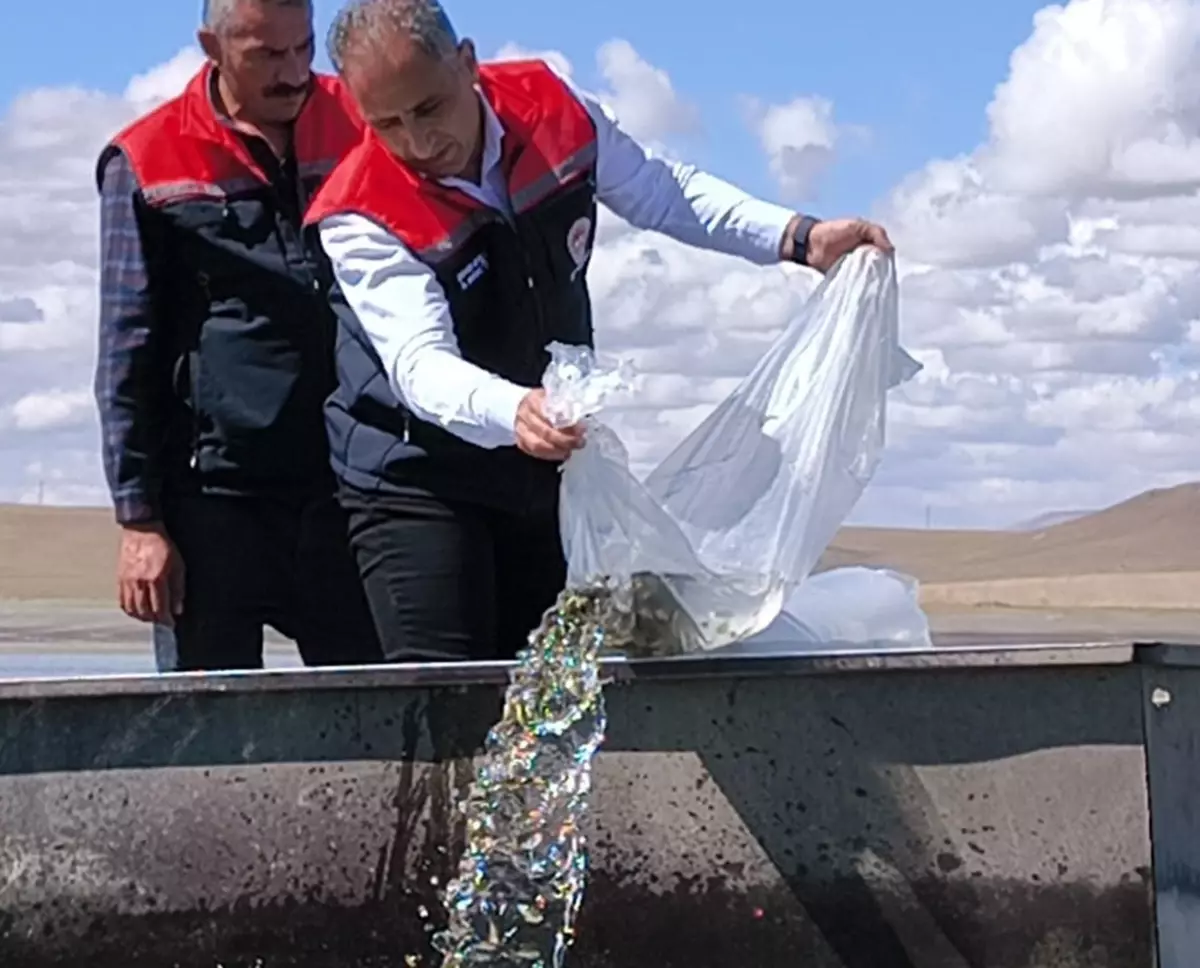 Kars'taki Göllere 500 Bin Yavru Sazan Bırakıldı