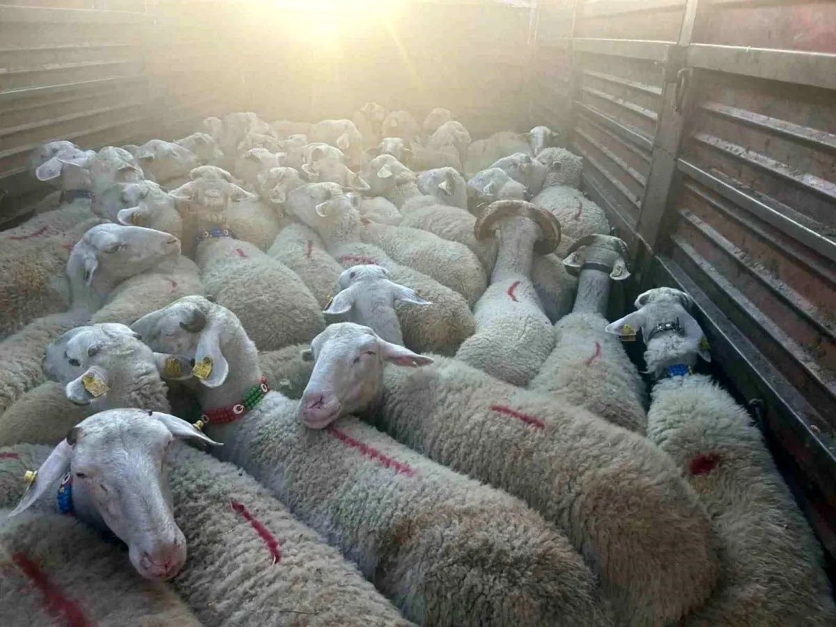 Kırklareli'nde Kaçak Küçükbaş Hayvan Operasyonu: 105 Bin Lira Ceza