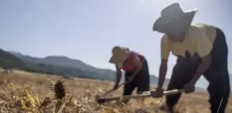 Tanesi 50, kilosu 5 bin lira! Bin bir emekle toplanıyor