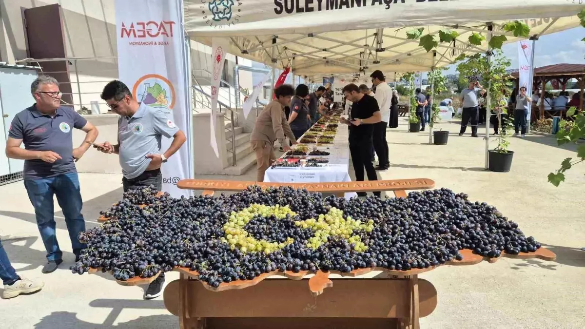 Tekirdağ'da Yeni Üzüm Çeşitleri Tanıtıldı