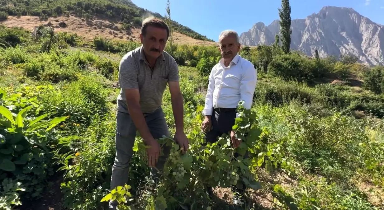 Yüksekova'da Yerli Üzüm Üretimi Yükselişte