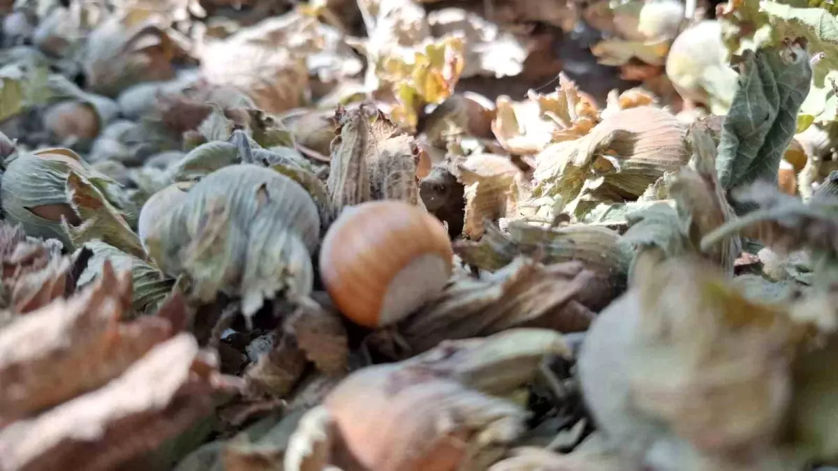 Düzce'den AB Ülkelerine 14 Bin 810 Ton Fındık İhraç Edildi