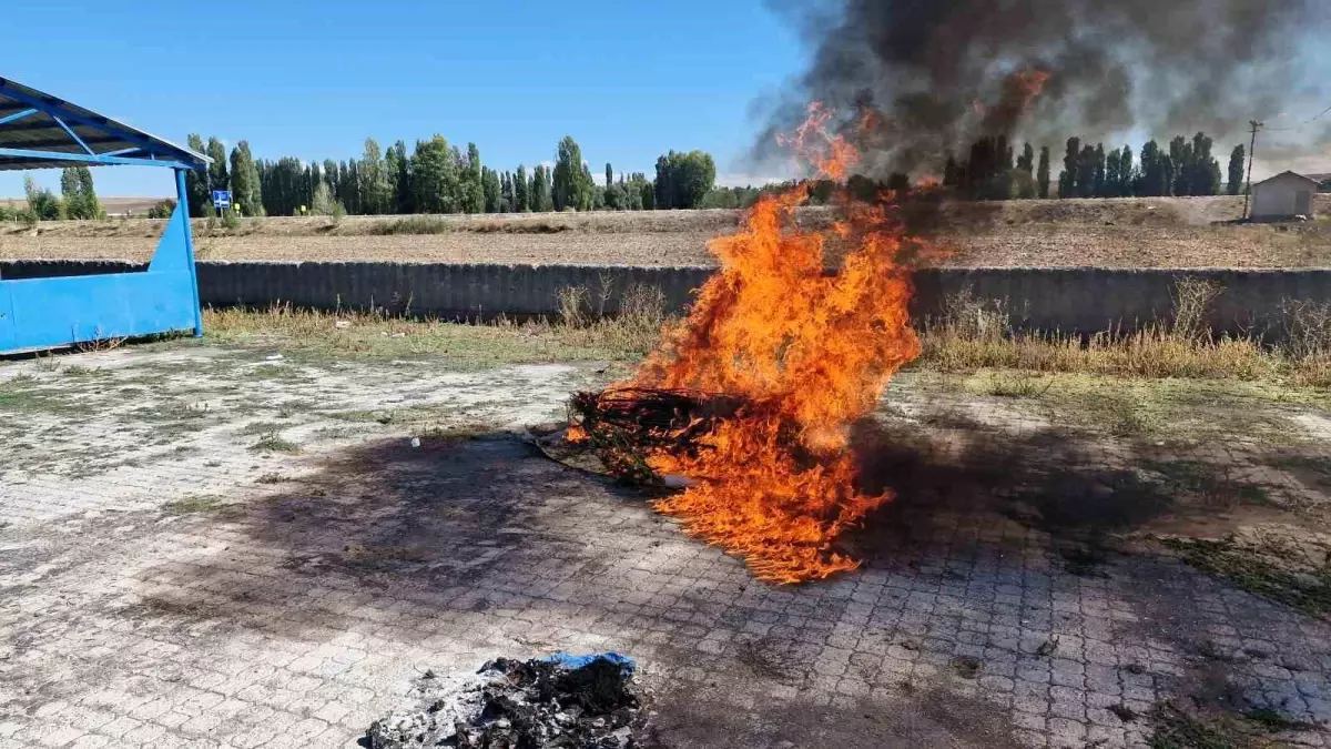 Çorum'da Jandarmadan Kenevir Operasyonu: 21 Kök Bitki İmha Edildi
