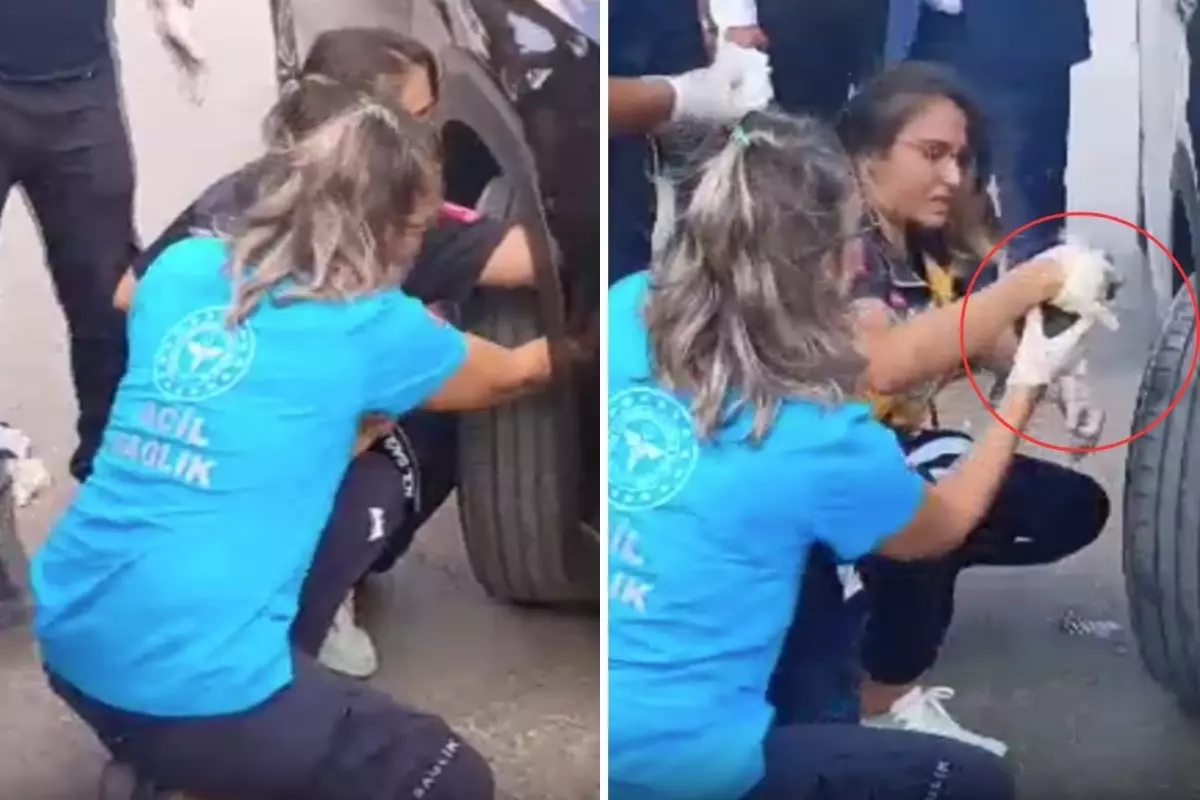 Bakan Yılmaz Tunç'un konvoyundaki araca yavru kedi sıkıştı