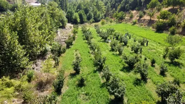 karadeniz degil adana toroslarin eteginde fin 2 19043334 o