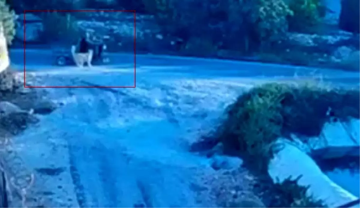 Mersin'de Köpeğin Saldırısı Sonucu Motosiklet Devrildi