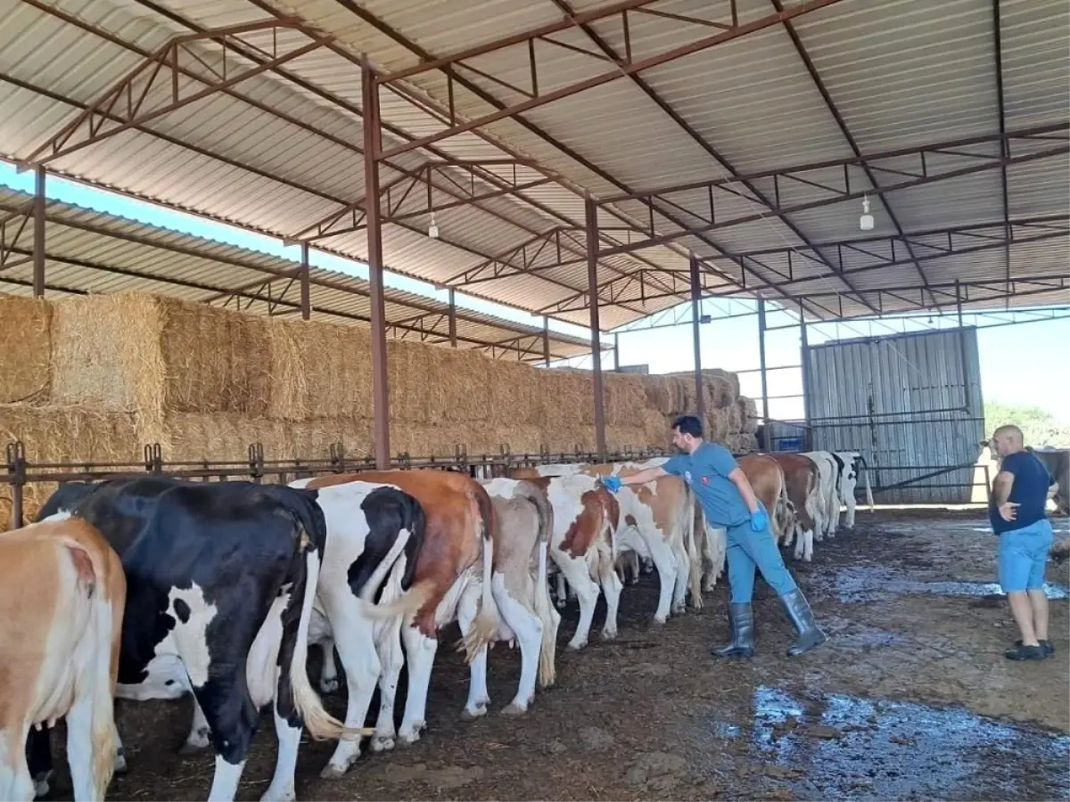 Nazilli'de Şap Hastalığına Karşı Aşılama Çalışmaları Devam Ediyor