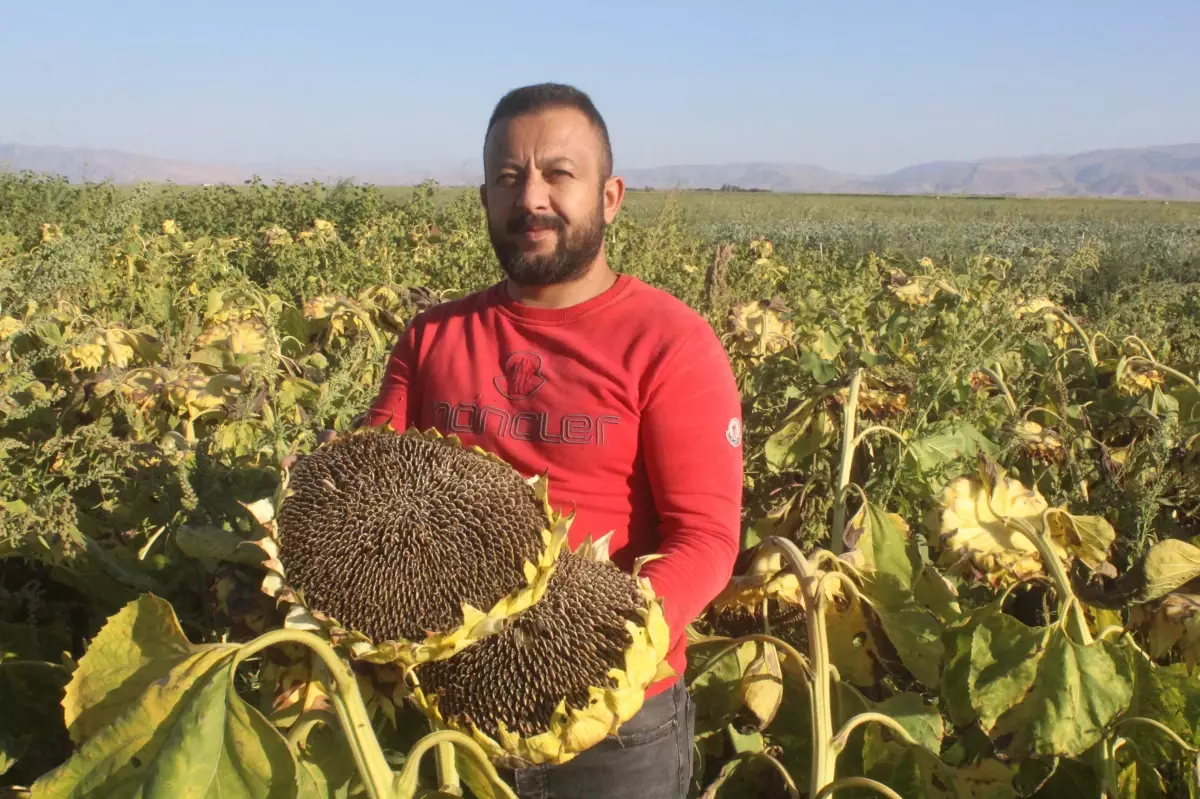 Yeşilhisar'da Ayçiçeği Hasadı Başladı, Rekolte Düşüşü Yaşanıyor