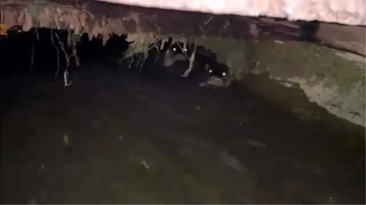İnegöl'de Sulama Kanalında Su Samurları Görüldü