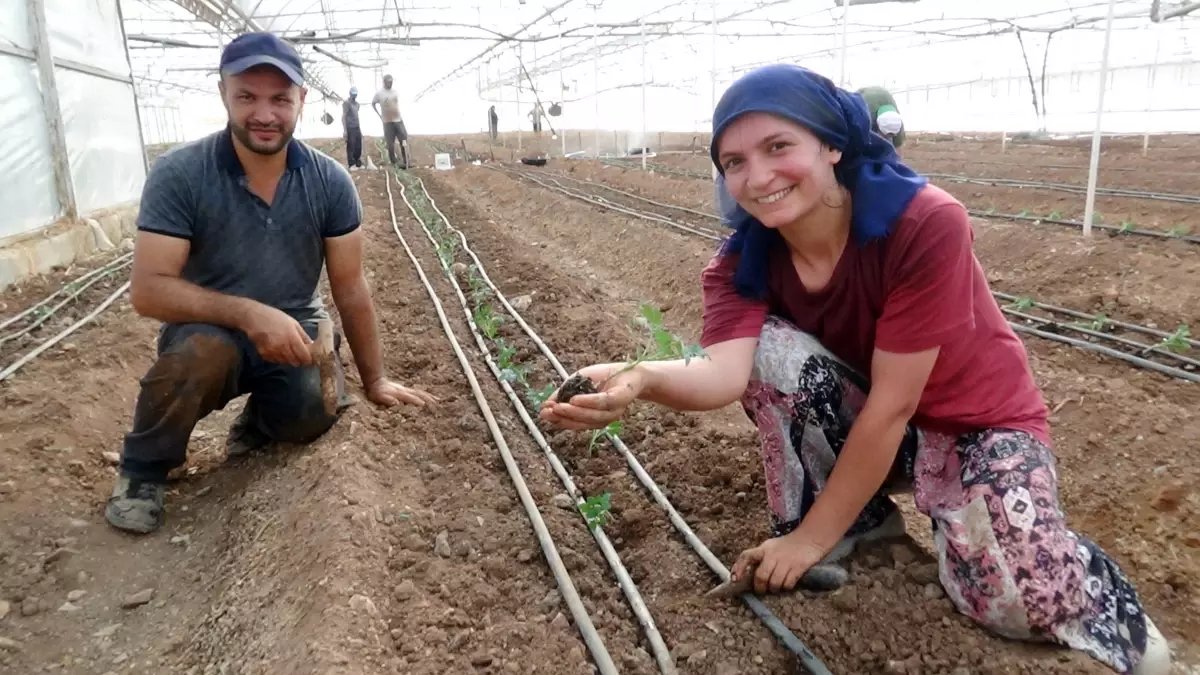 Kumluca'da 2025-2026 Tarım Sezonu Başladı: 25 Bin Dönüm Domates Üretilecek