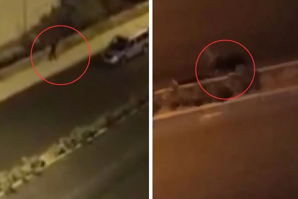 Aileler arasındaki kavgada pompalı tüfekle eve ateş açtı! O anların görüntüleri ortaya çıktı