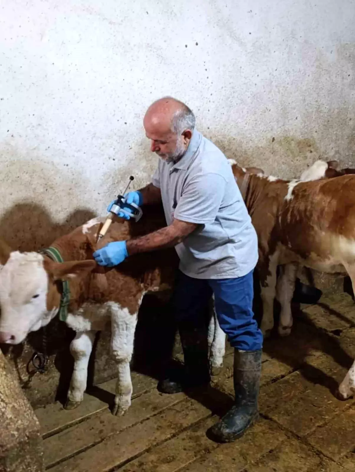 Bayburt'ta Şap Aşılama Kampanyası Tamamlandı