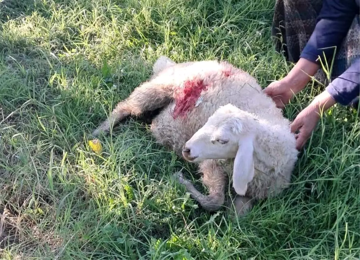 Erzincan'da Sokak Köpekleri Kuzuları Telef Etti