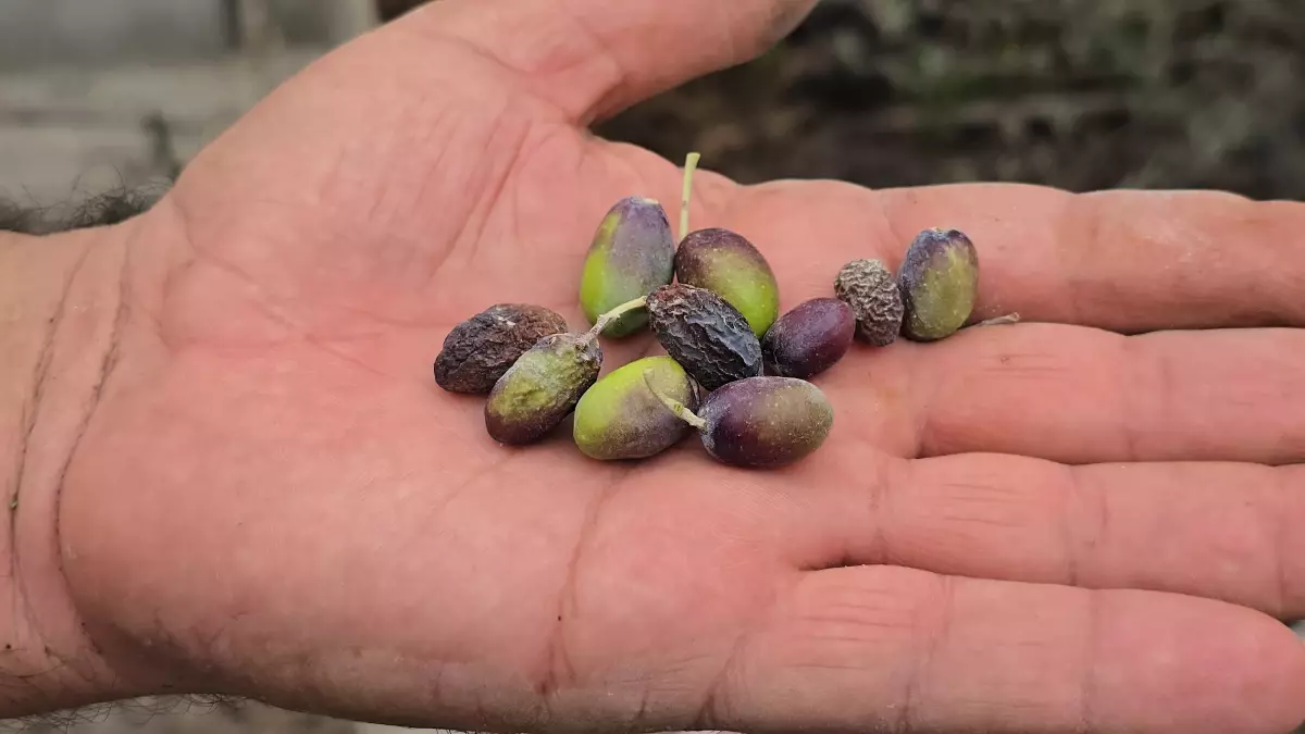 Hatay'da Halhalı Zeytini Rekoltesi Kuraklık Nedeniyle Yüzde 75 Düştü