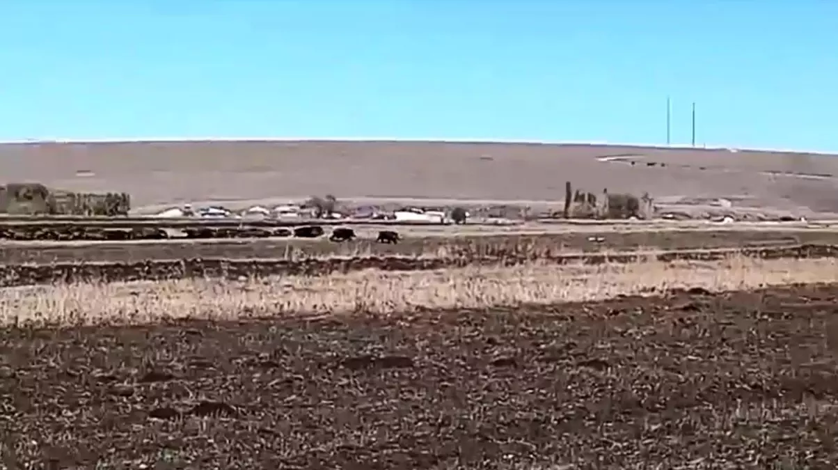 Kars'ta Mısır Tarlalarına Yaban Domuzu İstilası