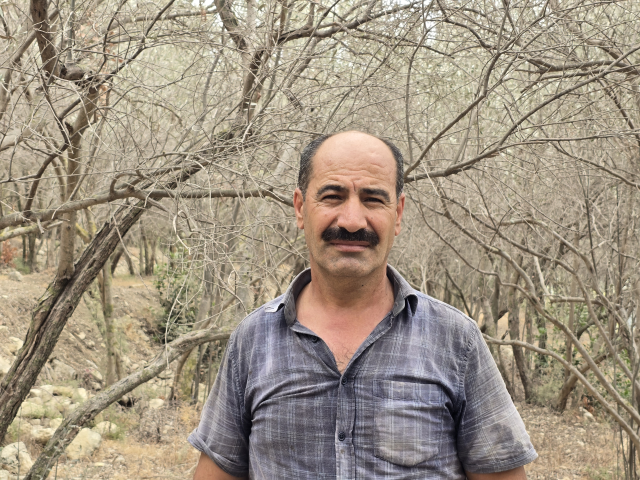 kentin meshur urunu tehlikede bir milyon agacta 19046385 6396 m