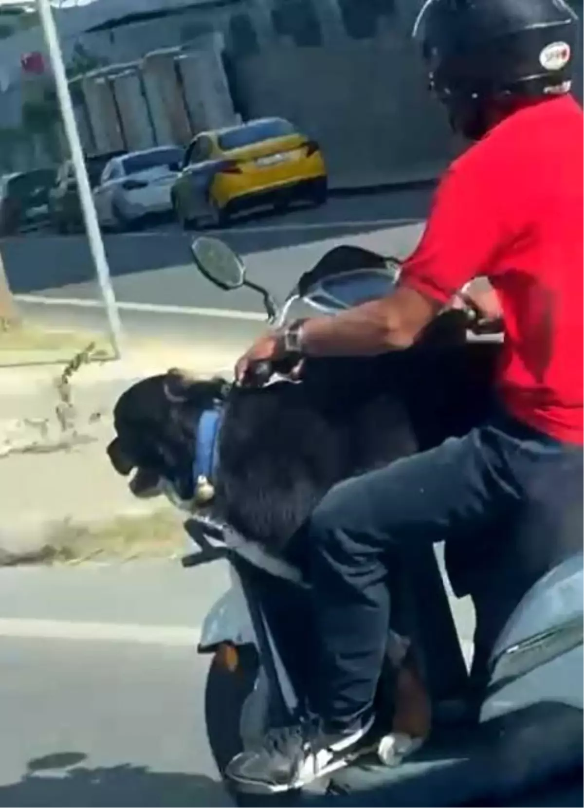 Motosikletli Sürücü, Önüne Aldığı Köpekle Tehlikeli Yola Çıktı