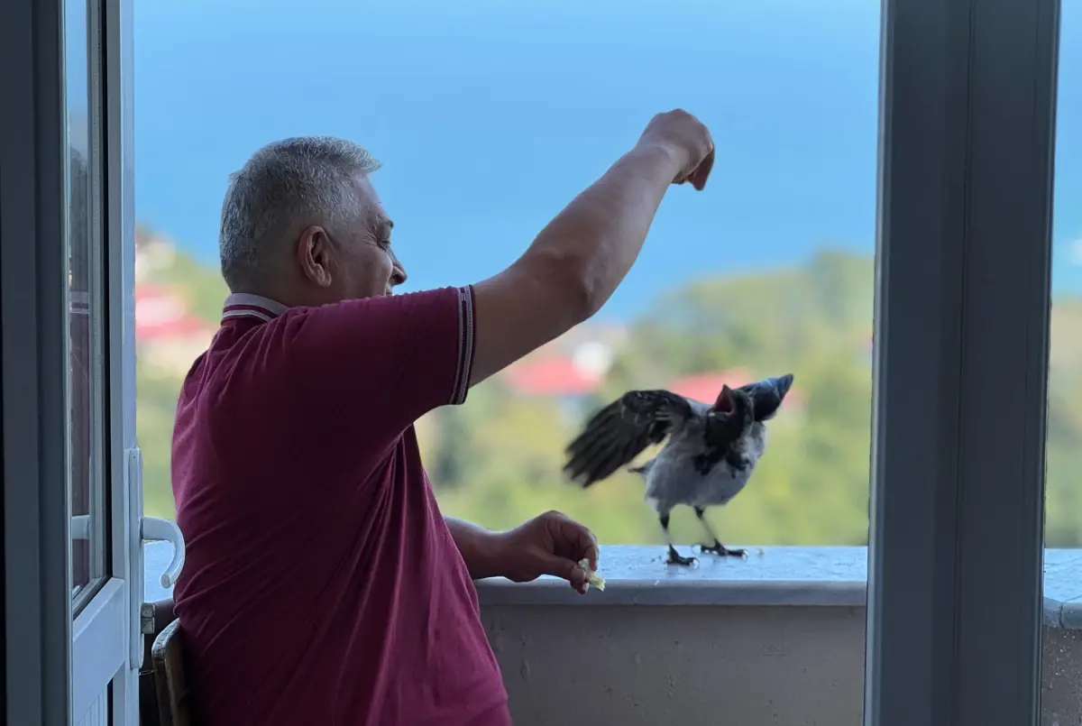 Ordu'da Karga ile Kurulan Sıra Dışı Dostluk
