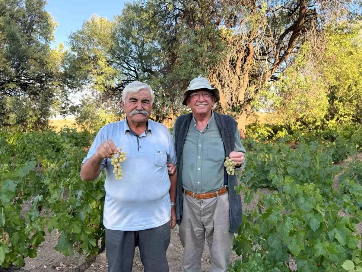 Evren'de Ata Tohumundan Üzüm Hasadı Başladı