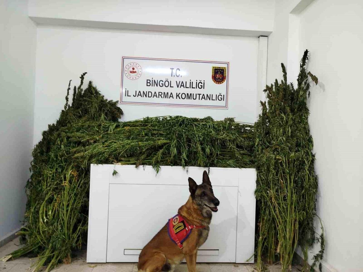 Bingöl'de Jandarma Operasyonu: 91 Kilo Esrar Ele Geçirildi