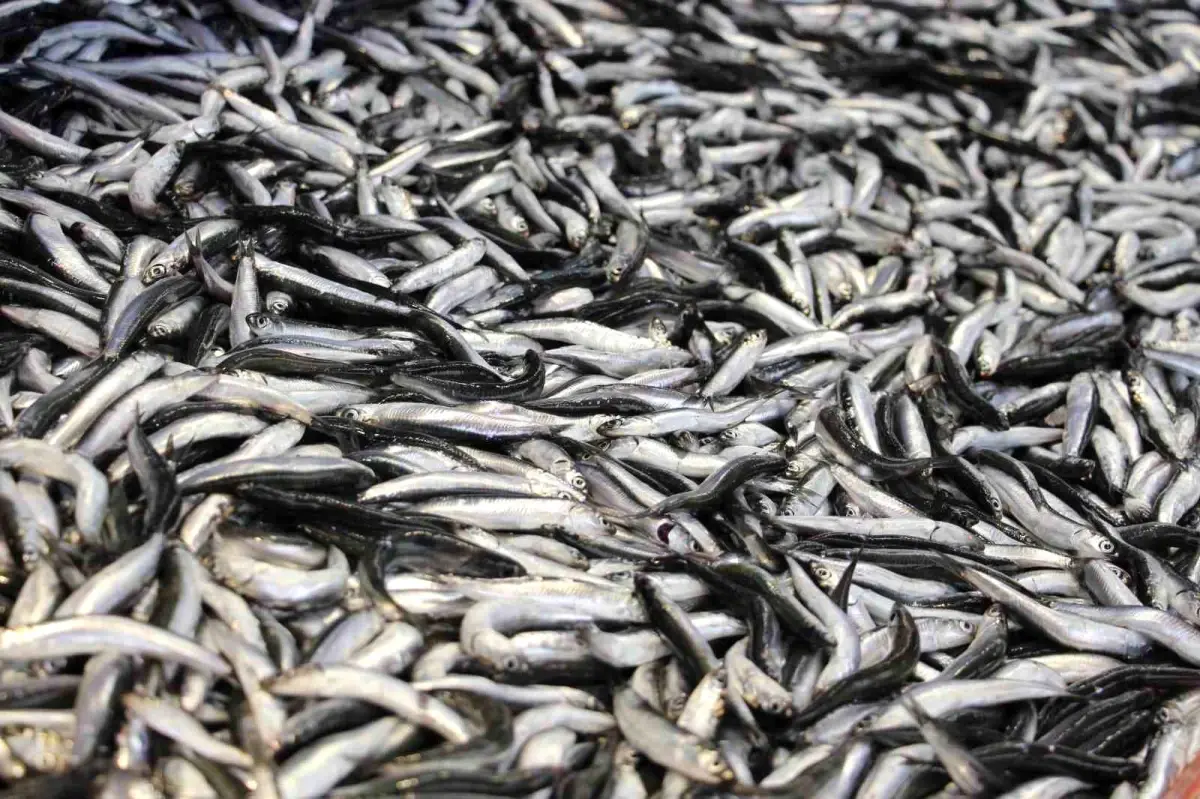 Bolu'da Hamsi Kilosu 200 Lira, Balık Sezonu Başladı
