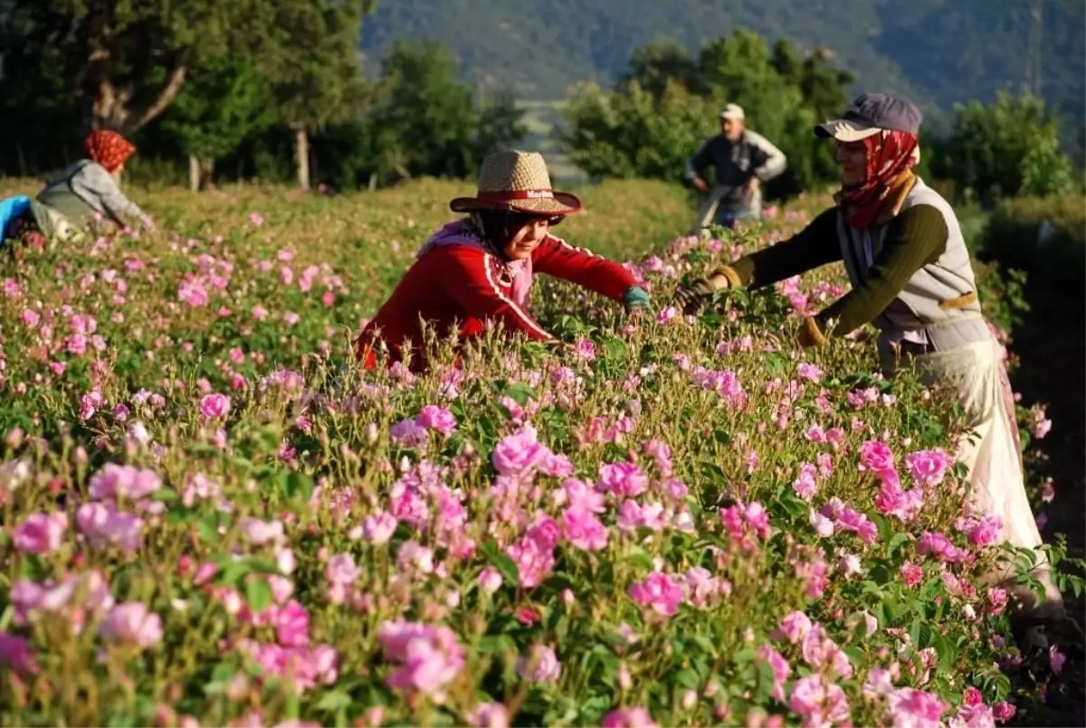 2025 Yılı Gül Çiçeği Taban Fiyatı 100 Lira Olarak Belirlendi
