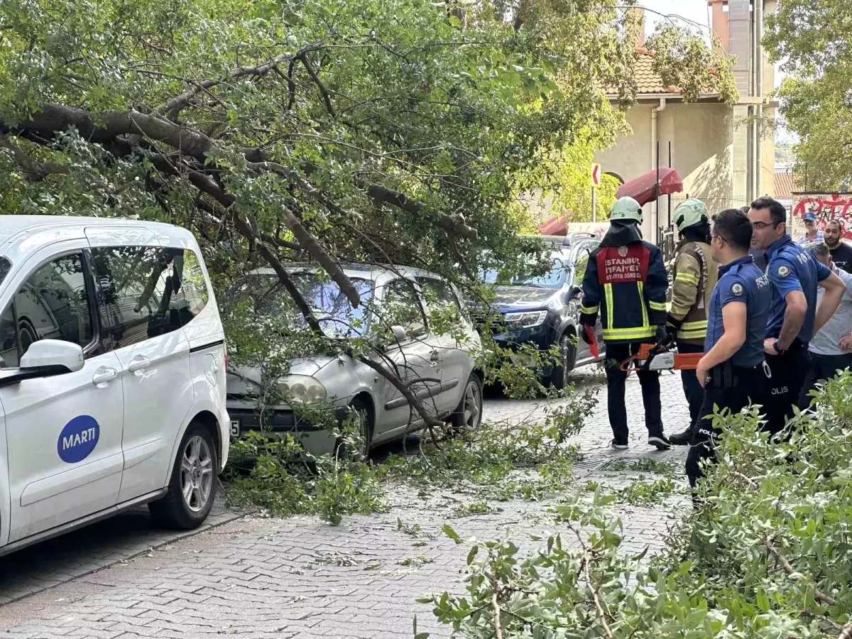 Kadıköy'de Ağaç Dalı Otomobilin Üzerine Düştü