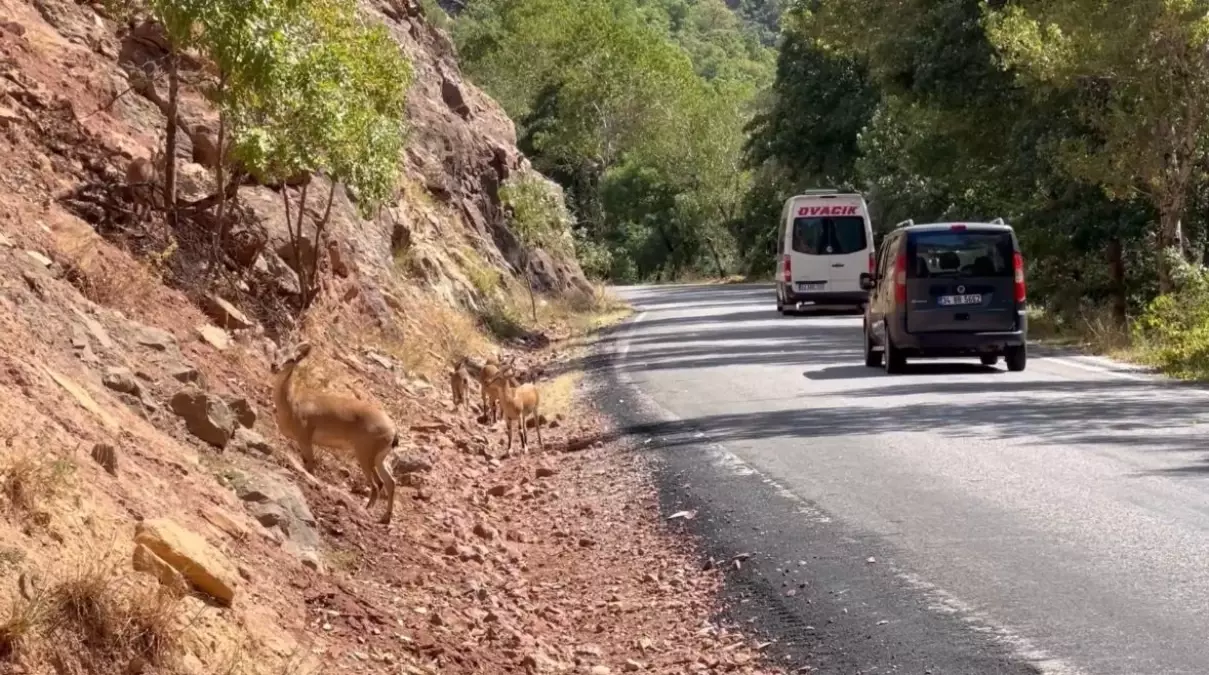Munzur Vadisi Milli Parkı'nda Yaban Hayatı Tehdit Altında