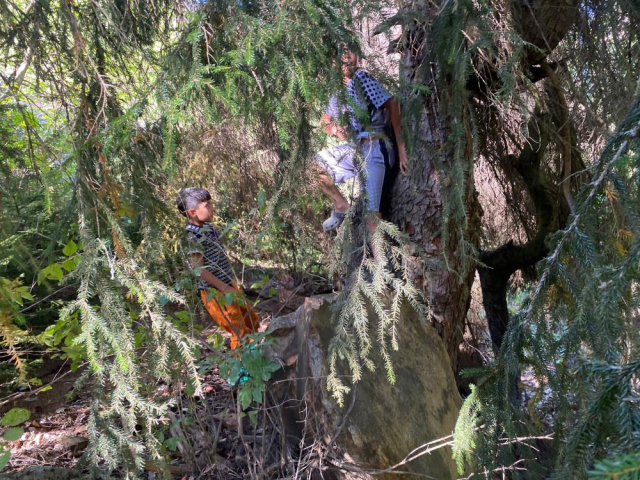 Collecting and selling from the forest! Price is 5 thousand lira